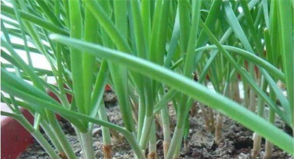 家庭种植韭菜如何施肥