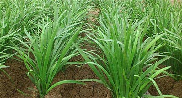 种植韭菜需要施足基肥