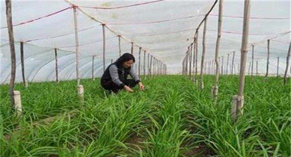 韭菜要适时追肥