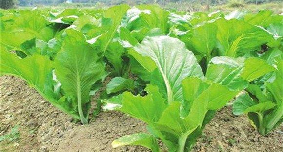 芥菜种植种植要点