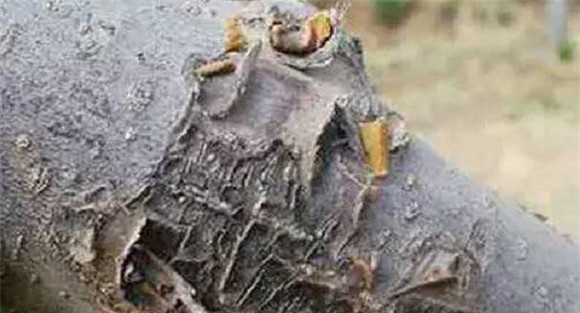 苹果树干腐病防治