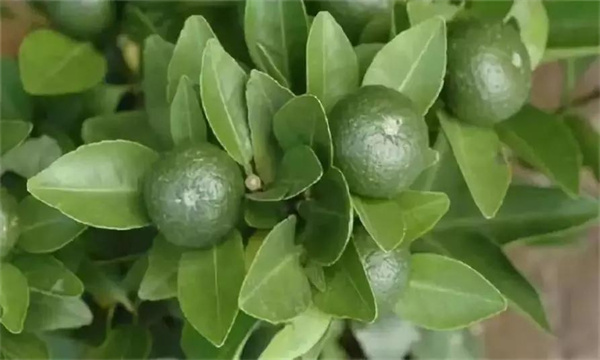 枳壳（酸橙）的生态习性及其种质特征
