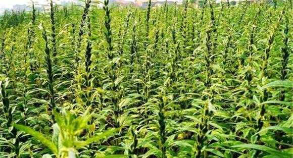 芝麻后期的田间管理措施