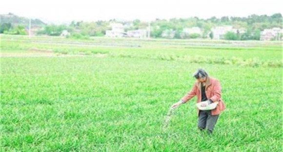 韭菜施肥技术要点
