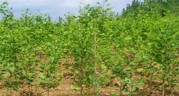 银杏树的种植方法
