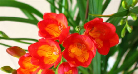 小苍兰的花期