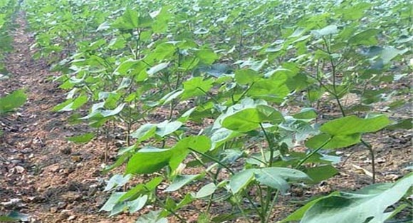 棉花种植时间