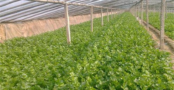 定植方法