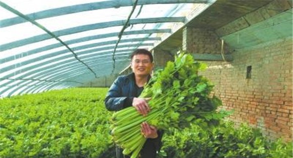 大棚芹菜