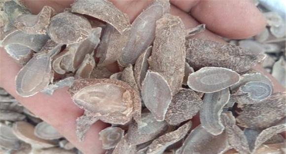 郁金的用法、用量与禁忌
