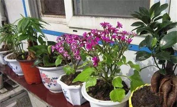 怎样消除花肥臭味