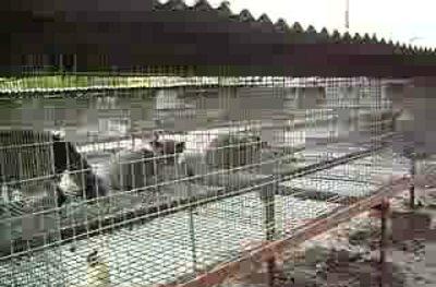 狐狸养殖场场址选择和建设方法