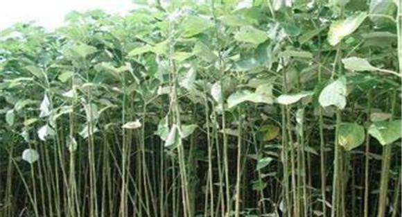 苎麻缺肥有何症状，如何施肥