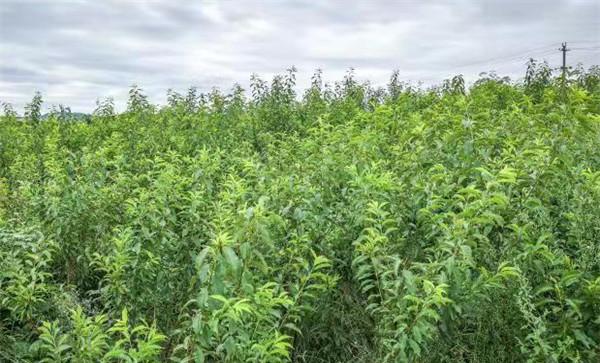 三华李树苗什么时候种植好