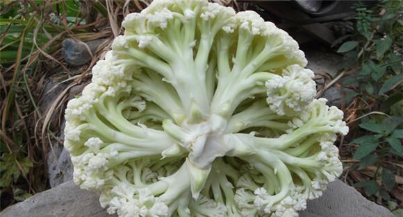 有机花菜