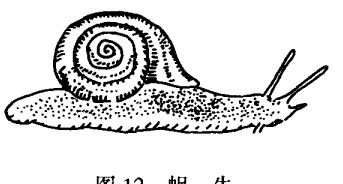 蜗牛养殖技术