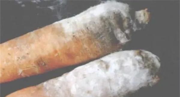 胡萝卜软腐病