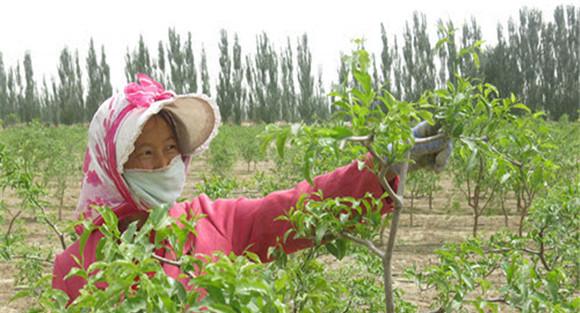 枣树抹芽是指什么