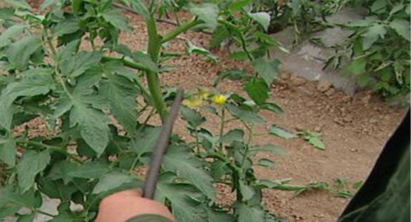 番茄落蔓方法与技术要点