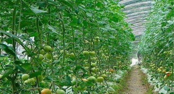 番茄落蔓技术及其注意事项