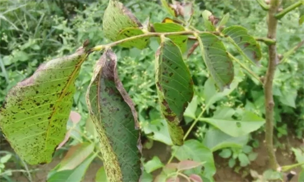 核桃细菌性黑斑病的发病规律