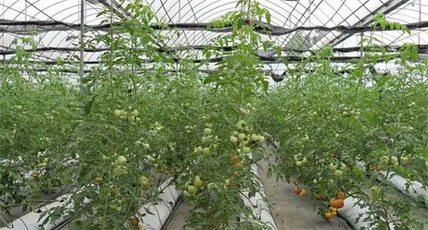 温室大棚番茄越冬应采取哪些措施