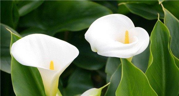 水芋的播种与育苗
