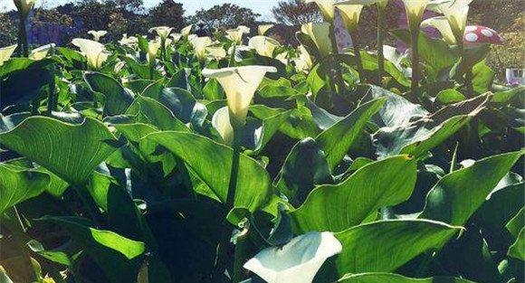 种植水芋如何施肥
