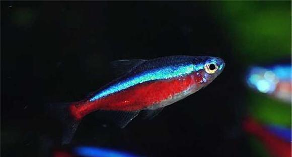 宝莲灯鱼的形态特征
