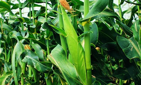 甜玉米种植技术要点