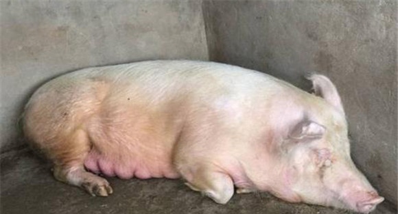猪细小病毒的防治要点