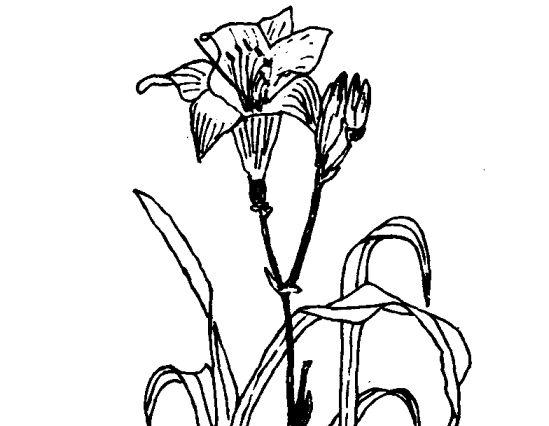 蔬菜种植管理方法