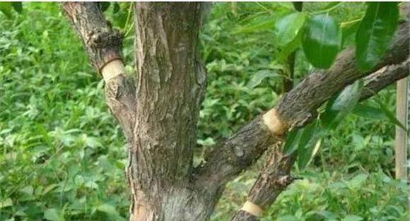 枣树环割方法