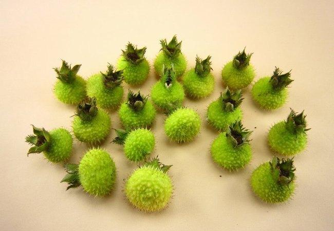 刺梨的功效和食用方法