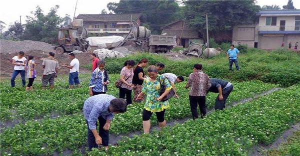 茉莉花的养殖方法简介