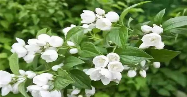 茉莉花的管理方法
