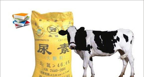尿素喂牛的现实意义