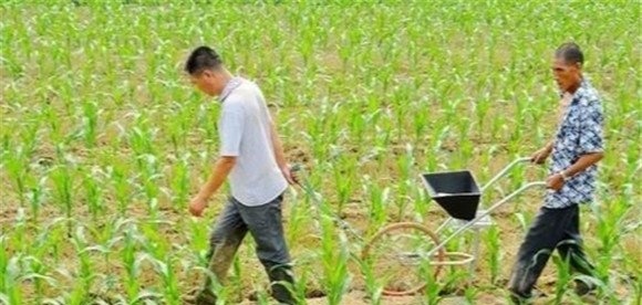 甜玉米施什么肥料比较好