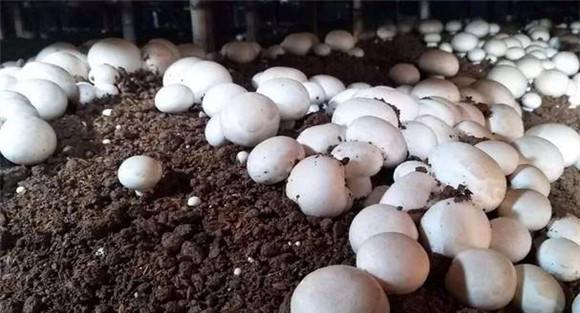 双孢菇生长温度是多少