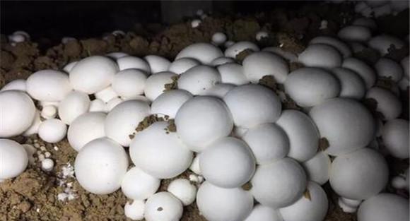 双孢菇生长环境条件简介
