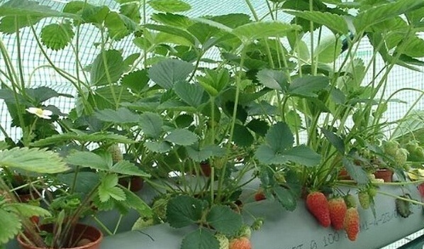 草莓种植管理方法