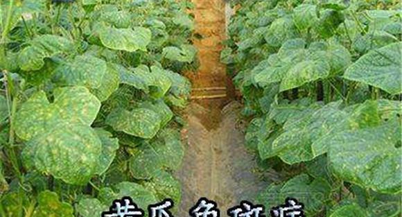 黄瓜角斑病防治