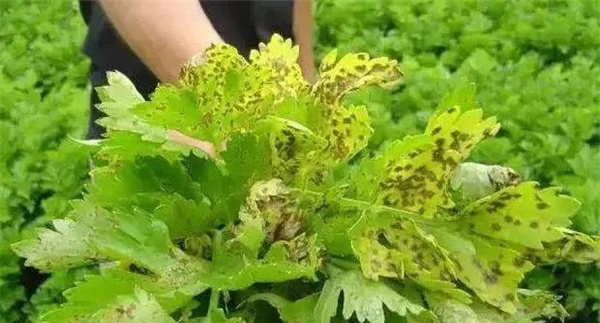 芹菜斑枯病的防治方法