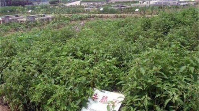 牛膝田间管理的主要内容