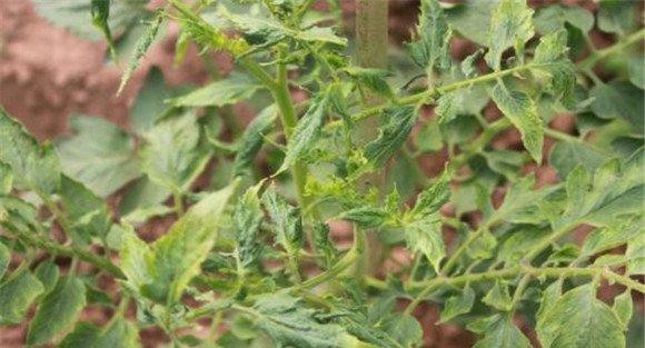 茄子病毒病防治措施