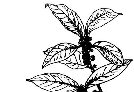 桂花的功效与作用