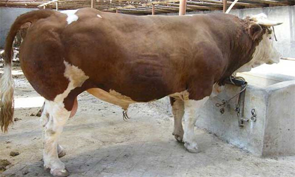 肉牛短期育肥技术：肉牛饲喂方法与管理要点