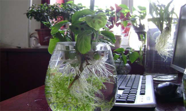 介绍两种常见的水培植物营养液配方