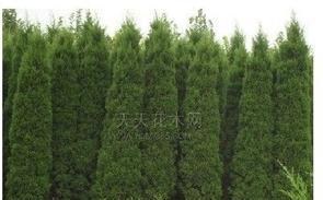 云杉种植技术