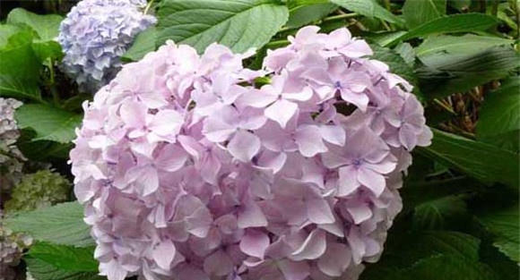 盆栽绣球花